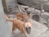 Щенки в добрые руки, фотография 2