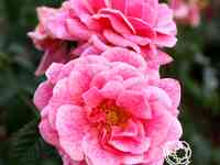 Роза камелот  плетистая, тантау