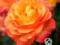 Роза ибица, интерплант