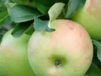 Саженец яблони 
