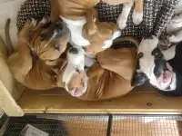 Щенки стаффорда, фотография 2