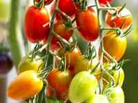 Семена Томат Комнатный сюрприз