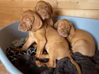 Щенки Венгерской выжлы, фотография 2