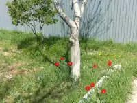 Продам дачу в Алматинской области севернее поселка Кендала. ПК Восход., фотография 8