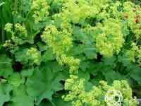 Манжетка мягкая Робуста