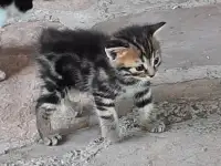 Потерялись хозяева у маленьких котят, фотография 3