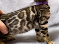 Бенгальские котята., фотография 5