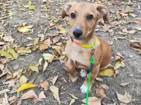 Отдам щенка в хорошие руки, фотография 2