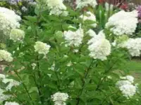 Садовые деревья цветущие и ягодные кустарники цветы многолетки, фотография 4