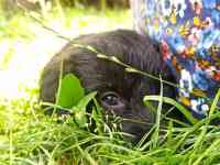 Отдам щенят, фотография 10