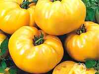Семена Томат Гигант лимонный 20 шт