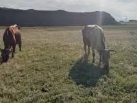 Продам 2 коровы с телятами. Можно без телят. Дойные коровы. Плохих прывычек нет. Умные, красивые, стройные коровы, фотография 3