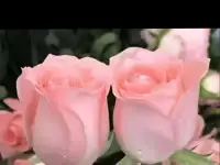 Саженцы роз, фотография 4