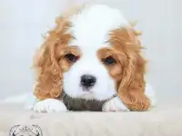 Профессиональный питомник ANGEL MECHTY., фотография 6