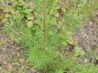 Туя выше 3 метров, сосна живая, берёза, ива, ольха, рябина, рассада., фотография 9