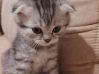 Продам котят мальчиков и девочек., фотография 10