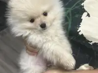 Померанский мини шпиц, фотография 2