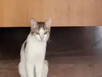 Ищем заботливых и любящих хозяев для Леопольда, фотография 3