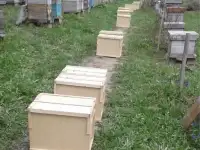 Пчелопакеты и пчелосемьи, фотография 2