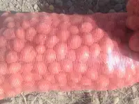 семена картофель