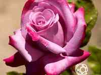 Роза Парадиз чайно-гибридная