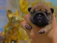 Щенок французского бульдога от чемпионов России, фотография 7