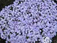 Флокс шиловидный Эмералд Блу