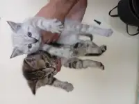 Котята, фотография 4