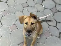 Щенок в хорошие руки, фотография 5