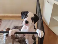 Щенки стаффорда, фотография 4