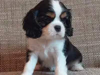 Профессиональный питомник ANGEL MECHTY., фотография 12