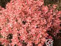 Барбарис инспирейшн