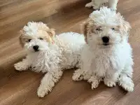 Щенки Бишон фризе, фотография 4