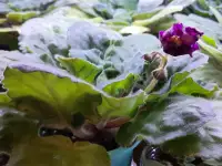 Продам цветы дешево, фотография 5