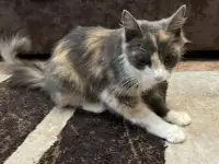 Отдам кошку, фотография 4