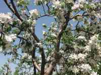 Плодовый сад, КХ, фотография 10