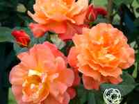 Роза вестерланд, кордес