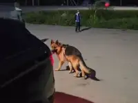 Пропала собака, фотография 2