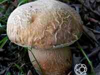 Мицелий грибов Белый дубовый 50мл