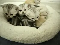 Шотландские котята, фотография 9