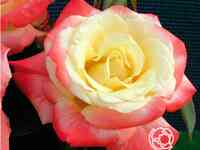 Роза фиджи, интерплант