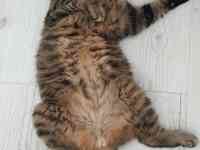 Отдам британца, фотография 4