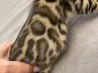 Бенгальские котята., фотография 6