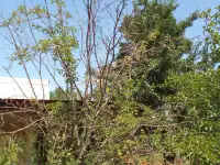 Продам, Алтын орда