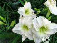 Лилейник кул ит