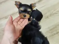 Продаются щенки йоркширского терьера, фотография 6