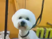 Ищем подружку своему любимчику, фотография 6