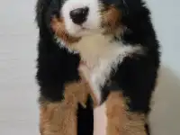 Щенки Бернского зенненхунда, фотография 2