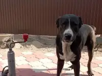 продам собаку, фотография 2