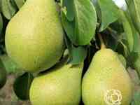 Груша северянка